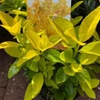 Kép 1/6 - Euonymus japonicus 'Eldorado' – Japán kecskerágó