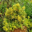 Kép 1/6 - Euonymus japonicus 'Exstase' – Japán kecskerágó