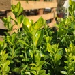 Kép 2/2 - Euonymus japonicus 'Lime Green' ® – Japán kecskerágó