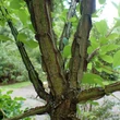 Kép 2/2 - Euonymus phellomanus – Díszes kecskerágó