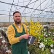 Kép 5/5 - Forsythia x intermedia 'Lynwood' - Aranycserje (helytelenül: aranyeső, aranyvessző)