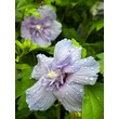 Kép 2/3 - Hibiscus syriacus 'Blue Chiffon' - Mályvacserje - képek rendelés vásárlás a Megyeri Szabolcs Kertészeti webáruházban.