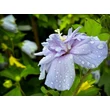 Kép 3/3 - Hibiscus syriacus 'Blue Chiffon' - Mályvacserje - képek rendelés vásárlás a Megyeri Szabolcs Kertészeti webáruházban.