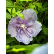 Kép 1/3 - Hibiscus syriacus 'Blue Chiffon' - Mályvacserje