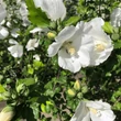 Kép 3/3 - Hibiscus syriacus 'Diana' – Fehér virágú mályvacserje