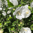 Hibiscus syriacus 'Diana' – Fehér virágú mályvacserje
