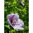 Kép 6/6 - Hibiscus syriacus 'Lavender Chiffon' – Mályvacserje - képek rendelés vásárlás a Megyeri Szabolcs Kertészeti webáruházban.