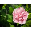 Kép 3/3 - Hibiscus syriacus 'Pink Chiffon' – Rózsaszín virágú mályvacserje - képek rendelés vásárlás a Megyeri Szabolcs Kertészeti webáruházban.