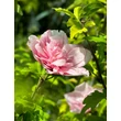 Kép 2/3 - Hibiscus syriacus 'Pink Chiffon' – Rózsaszín virágú mályvacserje - képek rendelés vásárlás a Megyeri Szabolcs Kertészeti webáruházban.