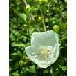 Kép 2/2 - Hibiscus syriacus 'White Chiffon' – Fehér virágú mályvacserje - képek rendelés vásárlás a Megyeri Szabolcs Kertészeti webáruházban.