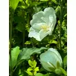Kép 1/2 - Hibiscus syriacus 'White Chiffon' – Fehér virágú mályvacserje