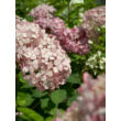 Kép 1/5 - Hydrangea arborescens 'Pink Annabelle' – Cserjés hortenzia