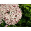 Kép 4/5 -  Hydrangea arborescens 'Pink Annabelle' – Cserjés hortenzia - képek rendelés vásárlás a Megyeri Szabolcs Kertészeti webáruházban.