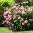 Kép 3/5 -  Hydrangea arborescens 'Pink Annabelle' – Cserjés hortenzia - képek rendelés vásárlás a Megyeri Szabolcs Kertészeti webáruházban.
