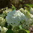 Kép 4/4 - Hydrangea arborescens 'Strong Annabelle' – Cserjés hortenzia