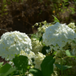 Hydrangea arborescens 'Strong Annabelle' – Fehér gömb virágú cserjés hortenzia