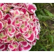 Kép 2/2 - Hydrangea macrophylla 'Candy Pink' – Kerti hortenzia - képek rendelés vásárlás a Megyeri Szabolcs Kertészeti webáruházban.