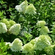 Kép 2/3 - Hydrangea paniculata 'Candlelight' - Fehér, bugás hortenzia