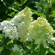 Kép 3/3 - Hydrangea paniculata 'Candlelight' - Fehér, bugás hortenzia