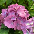 Kép 2/3 - Hydrangea macrophylla 'Silky Pink Blue' – Kerti hortenzia