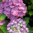 Kép 3/3 - Hydrangea macrophylla 'Silky Pink Blue' – Kerti hortenzia