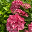 Kép 3/3 - Hydrangea macrophylla 'Silky Pink' – Kerti hortenzia