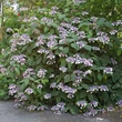 Kép 3/3 - Hydrangea villosa 'Velvet and Lace' – Érdeslevelű hortenzia