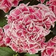 Kép 2/2 - Hydrangea macrophylla 'Candy Heart Pink' – Kerti hortenzia