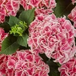Kép 1/2 - Hydrangea macrophylla 'Candy Heart Pink' – Kerti hortenzia