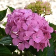 Kép 1/2 - Hydrangea macrophylla 'Lavblaa' – Rózsaszín-kék virágú hoirtenzia