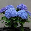 Kép 2/2 - Hydrangea macrophylla 'Lavblaa' – Rózsaszín-kék virágú hoirtenzia