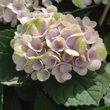 Kép 2/3 - Hydrangea macrophylla 'Magical Revolution' – Kerti hortenzia