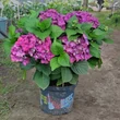 Kép 4/4 - Hydrangea macrophylla 'Music Collection-Deep Purple Dance'® – Kerti hortenzia