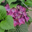 Kép 2/4 - Hydrangea macrophylla 'Music Collection-Deep Purple Dance'® – Kerti hortenzia