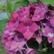 Kép 3/4 - Hydrangea macrophylla 'Music Collection-Deep Purple Dance'® – Kerti hortenzia
