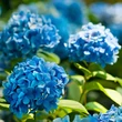 Kép 1/2 - Hydrangea macrophylla 'Nikko Blue' – Kék virágú hortenzia