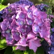 Kép 1/2 - Hydrangea macrophylla 'Renate Steiniger' – Kerti hortenzia