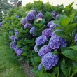 Kép 2/2 - Hydrangea macrophylla 'Renate Steiniger' – Kerti hortenzia