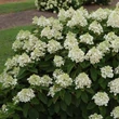 Kép 1/3 - Hydrangea paniculata Royal Majestics® 'Baby Lace®' – Bugás hortenzia