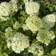 Kép 2/2 - Hydrangea paniculata 'Diamantino' – Bugás hortenzia