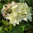 Kép 3/8 - Hydrangea paniculata 'Graffiti' – Bugás hortenzia