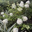 Kép 4/8 - Hydrangea paniculata 'Graffiti' – Bugás hortenzia