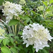 Kép 5/8 - Hydrangea paniculata 'Graffiti' – Bugás hortenzia