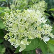 Kép 2/8 - Hydrangea paniculata 'Graffiti' – Bugás hortenzia