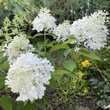 Kép 6/8 - Hydrangea paniculata 'Graffiti' – Bugás hortenzia