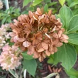 Kép 8/8 - Hydrangea paniculata 'Graffiti' – Bugás hortenzia