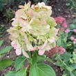 Kép 7/8 - Hydrangea paniculata 'Graffiti' – Bugás hortenzia