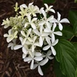 Kép 2/2 - Hydrangea paniculata 'Great Star' – Bugás hortenzia