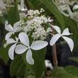 Kép 1/2 - Hydrangea paniculata 'Great Star' – Bugás hortenzia