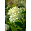 Kép 7/9 - Hydrangea paniculata 'Limelight'® – Fehér bugás hortenzia